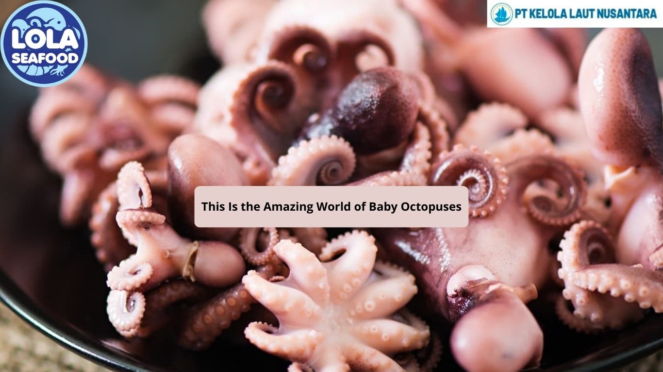 This Is the Amazing World of Baby Octopuses